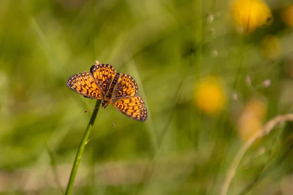 Macro Fritillary Boloria Selene Butterfly Blurred Bokeh Background Pesticide Free — Stock Photo, Image