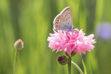 Yazın güneşli bir günde çayırda çiçek açan pembe çiçek (centaurea cyanus) üzerindeki yaygın mavi kelebek (polyommatus icarus); biyolojik çeşitlilik bulanık bokeh arka planlı ekosistem kavramını kaydeder