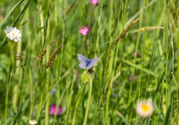 背景がぼやけているアルプスの夏の間に山の牧草地でタンポポの芽に共通の青い蝶のマクロ生物多様性環境保護の概念 — ストック写真