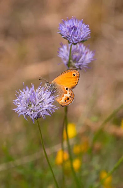 Coenonympha Corinna Elbana Pillangó Látható Juhok Bit Virág Pillangó Szentély — Stock Fotó