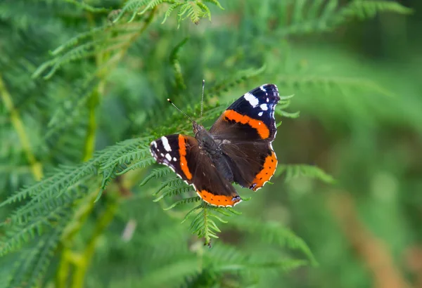 Kelebek yuvası patikasında (Santuario delle farfalle) oturan kelebek (Vanessa atalanta), Marciana, Elba Adası