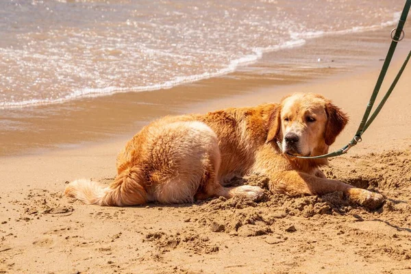 Dog lying and relaxing on sandy family beach at Lacona Elba Italy