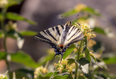 Nadir kırlangıç (iphiclides podalirius) kelebek çiçek açan vincetoxicum hirundinaria çiçeğinin üzerinde oturuyor kelebek tapınağı patikasında (santuario delle farfalle), Elba Adası, İtalya