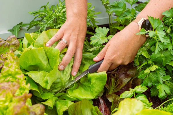 Bahçe yatağında salata kesen bir kadın eli.