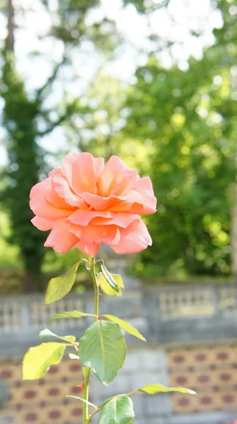 Beautiful Rose Garden — Stock Photo, Image