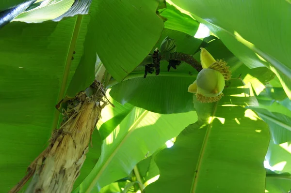 Que Bananas Estão Crescendo — Fotografia de Stock