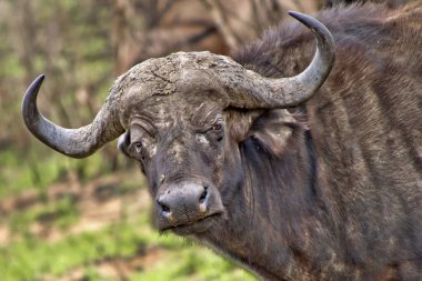 Buffalo, Syncerus caffer, Kruger Ulusal Parkı, Güney Afrika, Afrika