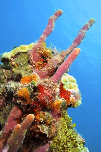 Tube Sponge Coral Reef Caribbean Sea Playa Giron Cuba — 스톡 사진
