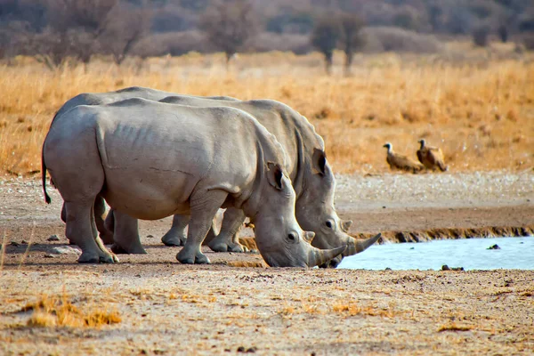 White Rhinoceros Ceratotherium Simum Square Lipped Rhinoceros Khama Rhino Sanctuary — Stock Photo, Image