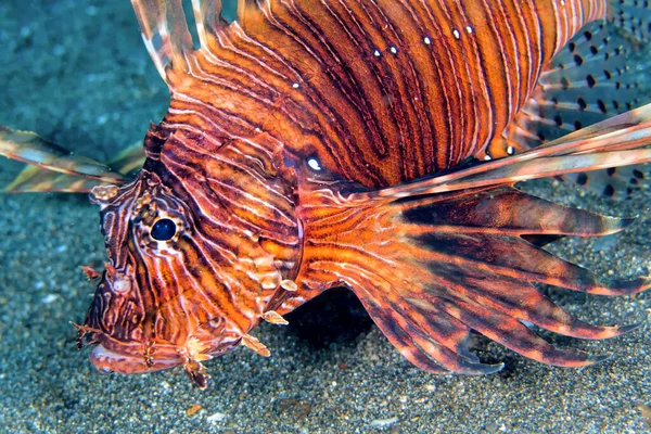 Clearfin Lionfish Pterois Kodipungi Lembeh North Sulawasi Indonesia Asia — ストック写真