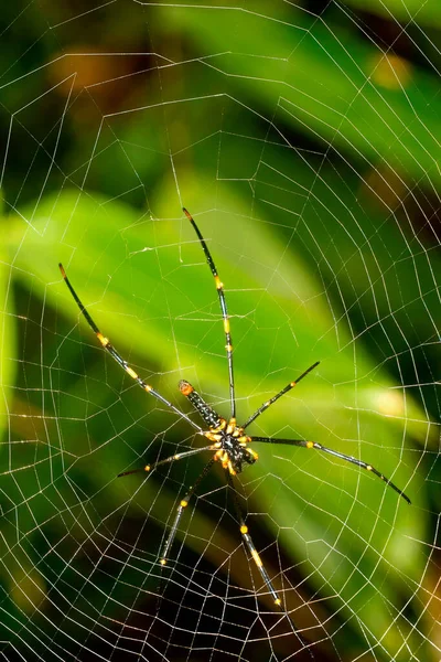 Tropical Spider Sinharaja National Park Rain Forest Sinharaja Forest Reserve — Stock Photo, Image