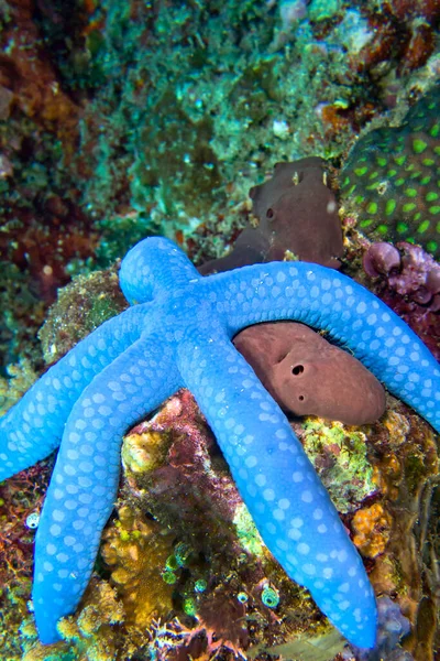 Blue Sea Star Unckia Laaevigata Starfish Org North Sulawesi Indonesia — 图库照片