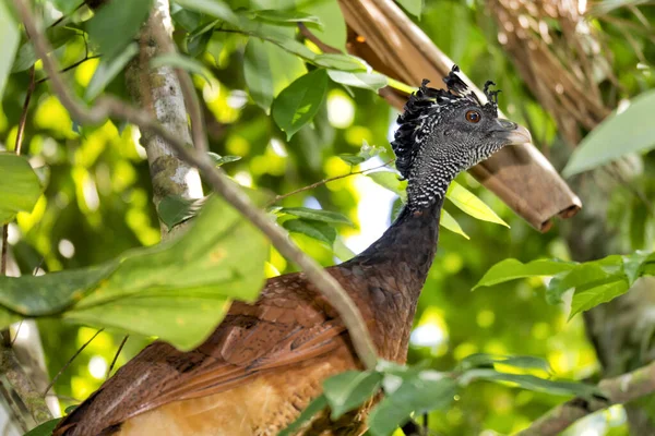 Great Curassow Crax Rubra Weiblich Morph Tropischer Regenwald Costa Rica — Stockfoto