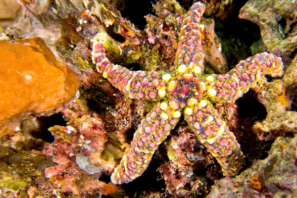 Warty Sea Star Echinaster Callosus Rafa Koralowa Lembeh Północne Sulawesi — Zdjęcie stockowe