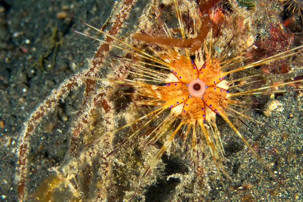 Longspine Sea Urchin Org North Sulawesi Indonesia Asia — 图库照片