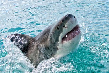Büyük Beyaz Köpekbalığı, Carcharodon Carcharias, Gansbaai, Batı Burnu, Güney Afrika, Afrika
