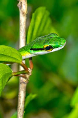 Papağan Yılan, Satiny Papağan Yılan, Leptophis depresif, Tropikal Yağmur Ormanı, Corcovado Ulusal Parkı, Osa Koruma Alanı, Osa Yarımadası, Kosta Rika, Orta Amerika, Amerika