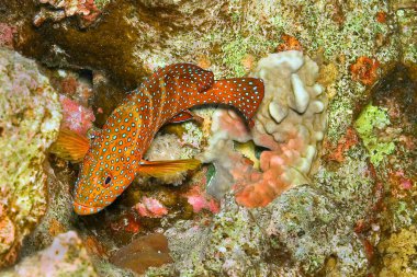 Mercan orfozu, Cephalopholis minyatürü, Mercan resifi, Kızıldeniz, Mısır, Afrika