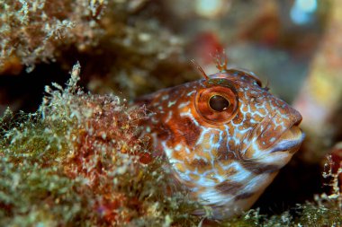Ringneck Blenny, Parablennius pilicornis, Cabo Cope Puntas del Calnegre Doğal Parkı, Akdeniz,