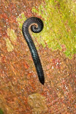 Kırkayak, Cylindroiulus sp., Sinharaja Ulusal Parkı Yağmur Ormanı, Sinharaja Ormanı, Dünya Mirası Alanı, UNESCO, Biyosfer Rezervi, Ulusal Vahşi Yaşam Alanı, Sri Lanka, Asya