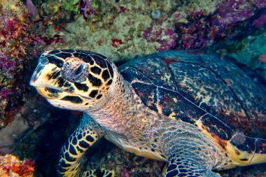 Hawksbill Deniz Kaplumbağası, Eretmochelys imbricata, Bunaken Ulusal Deniz Parkı, Bunaken, Kuzey Sulawesi, Endonezya, Asya