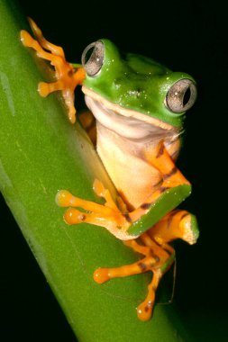 Kaplan Çizgili Yaprak Kurbağası, Callimedusa Tomopterna, Tropikal Yağmur Ormanı, Napo Nehri Havzası, Amazonia, Ekvador, Amerika