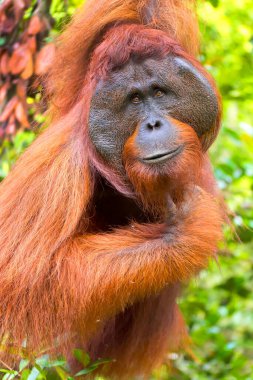 Orangutan, Pongo pigmaeus, Tanjung Puting Ulusal Parkı, Borneo, Endonezya