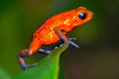 Dart Zehirli Kurbağa, Mavi Kot, Oophaga pumilio, Dendrobates pumilio, Tropikal Yağmur Ormanı, Kosta Rika, Orta Amerika, Amerika