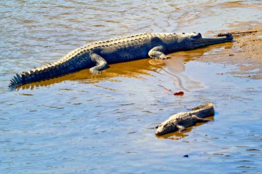Gharial, Gavial, Gavialis gangeticus, Fish Eating Crocodile, Wetlands, Royal Bardia National Park, Bardiya National Park, Nepal, Asia