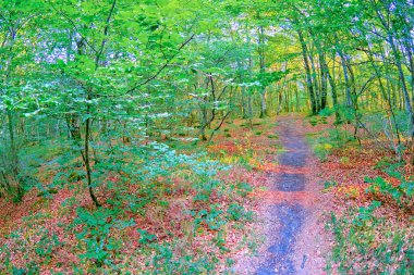 Orman manzarası, Valderejo Doğal Parkı, Valdegovia, Alava, Bask Ülkesi, İspanya, Avrupa