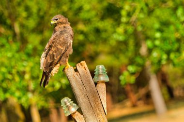 Şahin, Buteo buteo, Akdeniz Ormanı, Kastilya ve Leon, İspanya, Avrupa