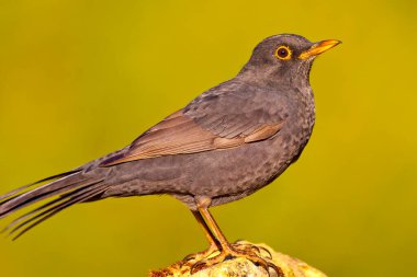 Blackbird, Turdus merula, Akdeniz Ormanı, Kastilya ve Leon, İspanya, Avrupa