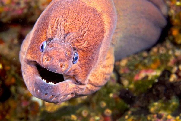 Mittelmeer Muräne Muraena Helena Cabo Cope Puntas Del Calnegre Naturpark — Stockfoto