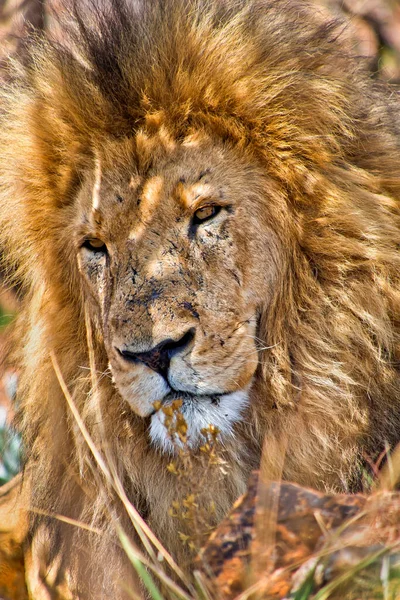 Lion Panthera Leo Wildlife Reserve South Afirca Africa — Stock Photo, Image