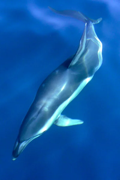Short Beaked Common Dolphin Delphinus Delphis Straits Gibraltar Natural Park — Stock Photo, Image
