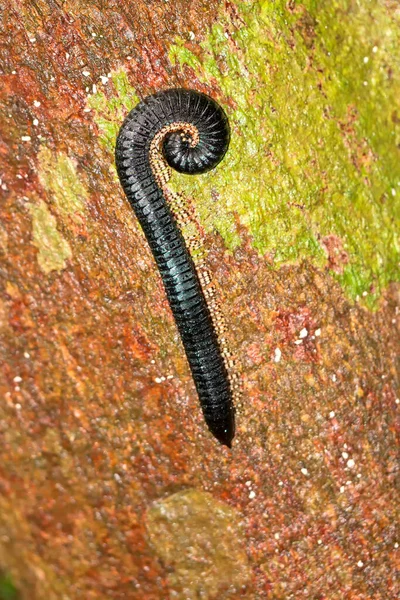 Millepede Cylindroiulus Sinharaja National Park Rain Forest Sinharaja Forest Reserve — Stock Photo, Image