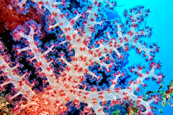 Πολυκλαδικά Δέντρα Soft Coral Coral Reef Bunaken National Marine Park — Φωτογραφία Αρχείου