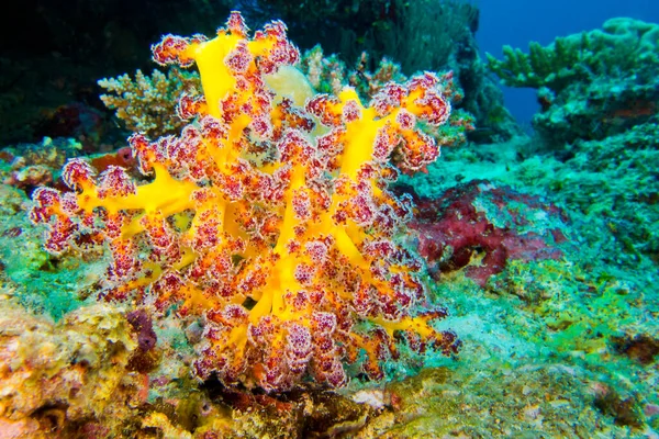 Мультирозгалужені Дерева Кораловий Риф Атол Південний Арі Мальдіви Індійський Океан — стокове фото