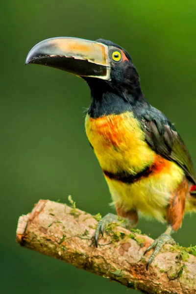 Aracari Tukan Pteroglossus Torquatus Tropikalny Las Deszczowy Kostaryka Ameryka Środkowa — Zdjęcie stockowe