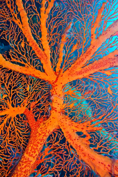 Sea Fan Sea Whips Gorgonian Coral Reef Bunaken National Marine — Stock fotografie