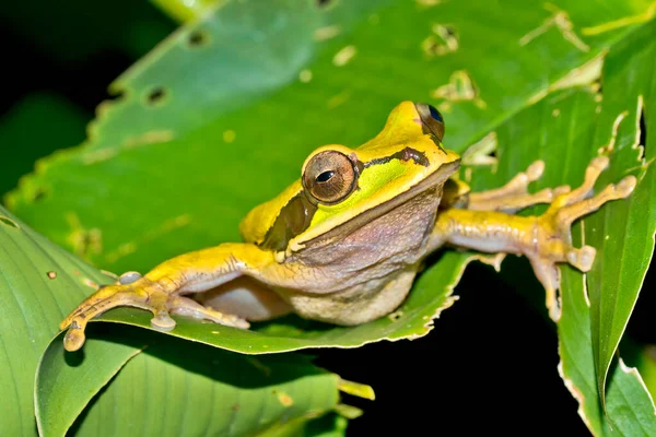 New Granada Cross Banded Tree Frog Smilisca Phaeota Tropical Rainforest — Fotografia de Stock