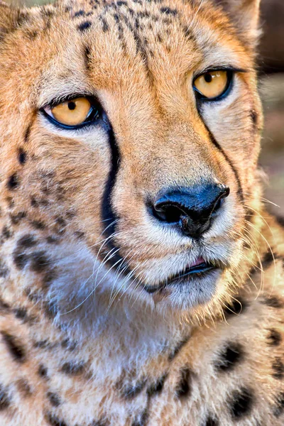 Gepard Acinonyx Jubatus Wildtierreservat Südafrika Afrika — Stockfoto