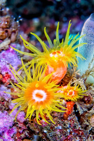 Kaplayan Deniz Anemone, Mercan Resifi, Lembeh, Kuzey Sulawesi, Endonezya, Asya