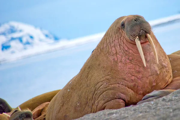 Walrus Rustend Het Strand Odobenus Rosmarus Arctisch Gebied Spitsbergen Noorwegen — Stockfoto