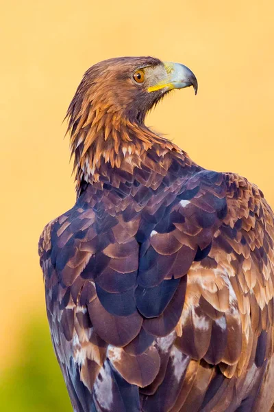 Águila Dorada Aquila Chrysaetos Bosque Mediterráneo Castilla León España Europa —  Fotos de Stock