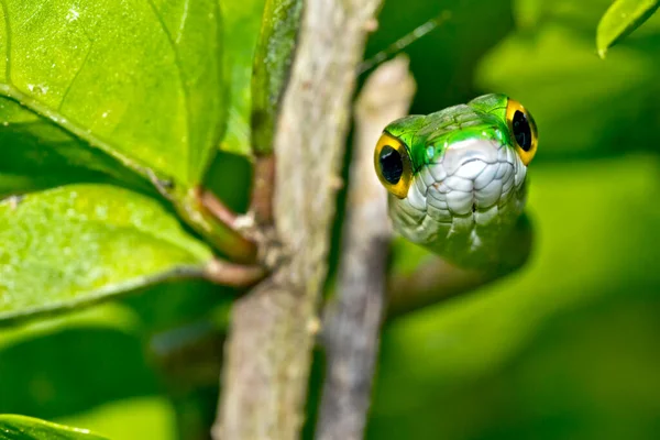 Papegaaienslang Satiny Parrot Snake Leptophis Depressirostris Tropisch Regenwoud Corcovado National — Stockfoto