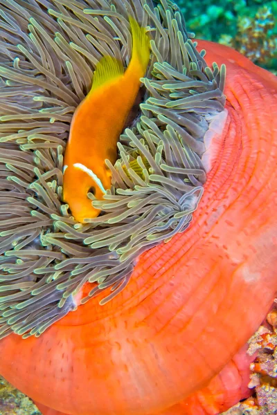 黑鳍鳗鱼 黑龙鱼 大海葵 大杂烩 珊瑚礁 南Ari环礁 马尔代夫 印度洋 — 图库照片