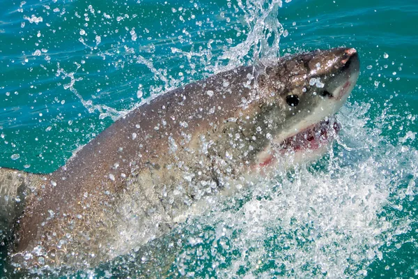 Büyük Beyaz Köpekbalığı, Carcharodon Carcharias, Gansbaai, Batı Burnu, Güney Afrika, Afrika