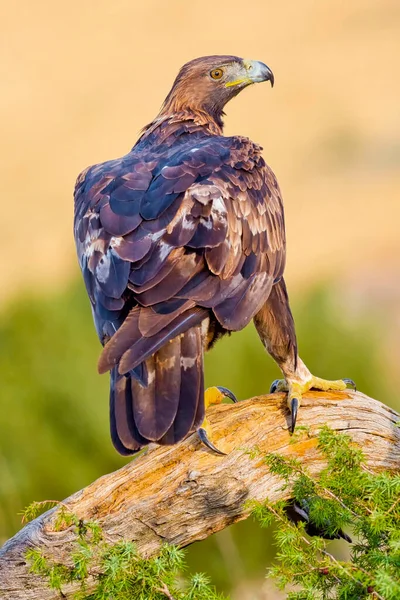 Altın Kartal, Aquila Chrysaetos, Akdeniz Ormanı, Kastilya ve Leon, İspanya, Avrupa