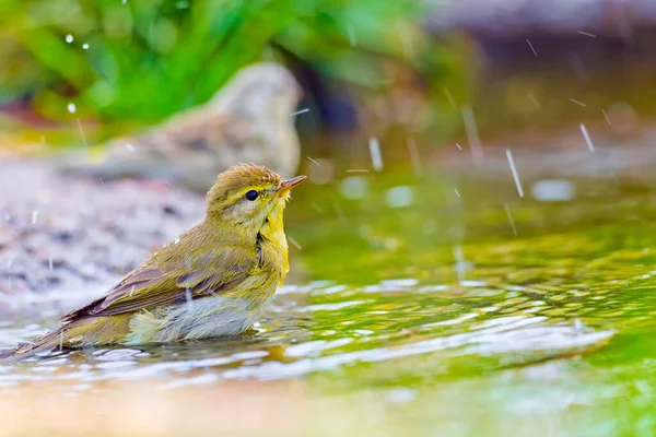 Willow Warbler, Phylloscopus trochilus, Forest Pond, Akdeniz Ormanı, Kastilya ve Leon, İspanya, Avrupa